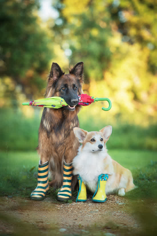 Pet Boots